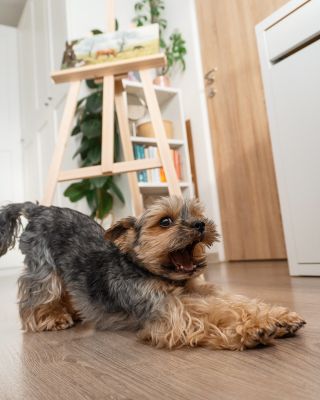 My biggest distraction but also the best companion 💘🥹 #doggo #br #fr